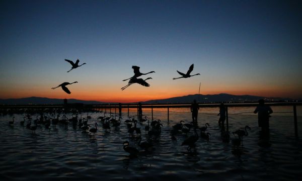İzmir'de halkalanan yavru flamingoların yaşamı takip edilecek