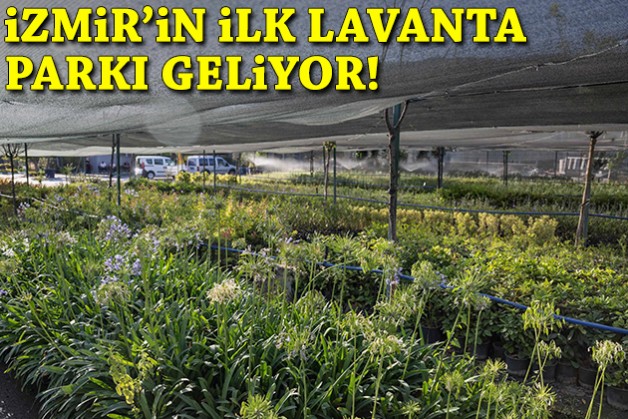 Bornova’ya 7 dönümlük cennet bahçesi:  İzmir’in ilk lavanta parkı geliyor!