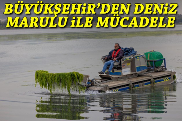 Büyükşehir'den deniz marulu ile mücadele!