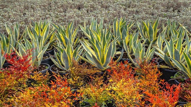 Büyükşehir fidanlıkları kente nefes oluyor