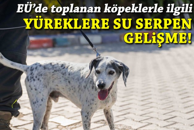 Ege Üniversitesi'nde toplanan köpekler yeni yuvalarına kavuştu!
