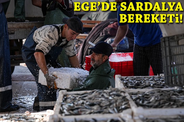 Egeli balıkçıların yüzünü güldürdü: Sardalya bereketi!