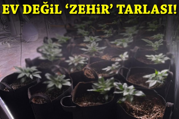 Ev değil 'zehir' tarlası: Polisten baskın!