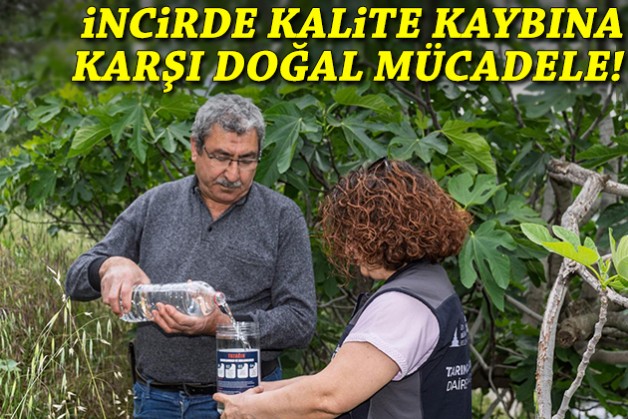 İncirde kalite kaybına karşı doğal mücadele