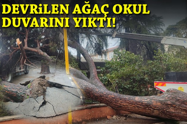 İzmir'de devrilen ağaç okul duvarını yıktı!