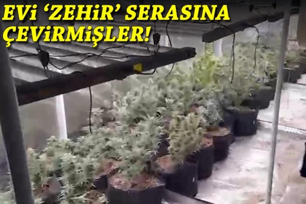 İzmir'de eve kurulan 'zehir' serasına baskın!