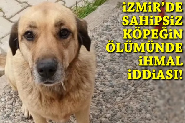 İzmir'de sahipsiz köpeğin ölümünde ihmal iddiası: Soruşturma çağrısı!