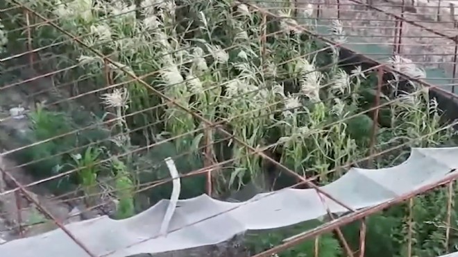 İzmir'de 'zehir' tarlasına baskın!
