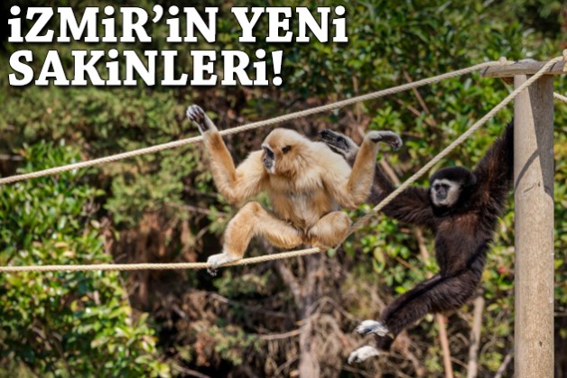 İzmir'in yeni sakinleri!