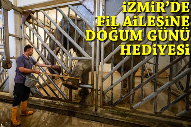 İzmir’de fil ailesine doğum günü hediyesi