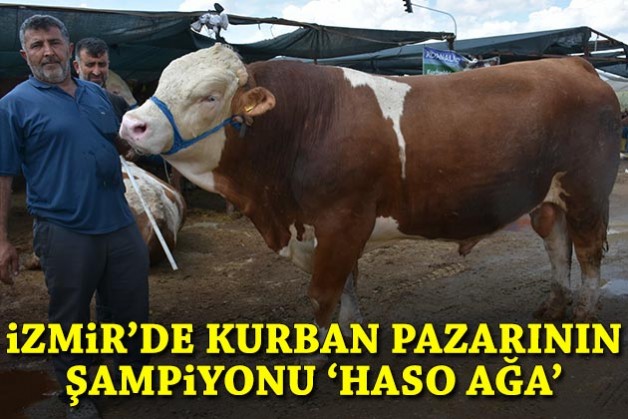 İzmir’de kurban pazarının şampiyonu 'Haso Ağa'