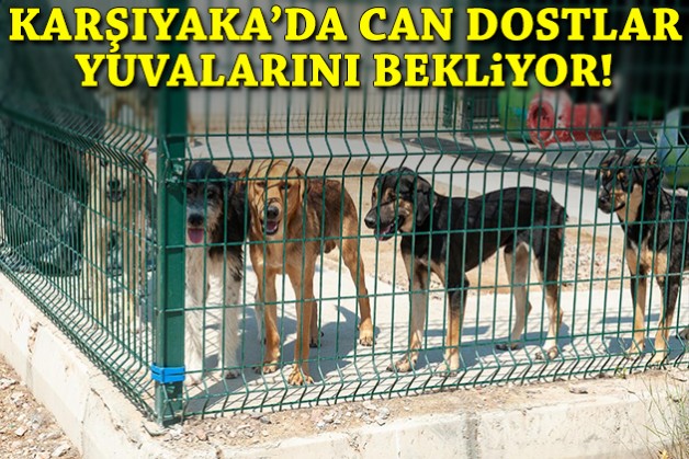 Karşıyaka'da can dostlar yuvalarını bekliyor