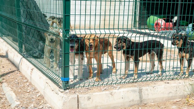 Karşıyaka'da can dostlar yuvalarını bekliyor