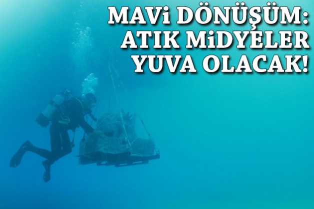 Kıyılarda mavi dönüşüm: Atık midyeler yuva olacak!