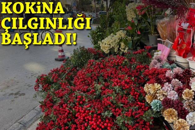 Kokina çılgınlığı başladı!