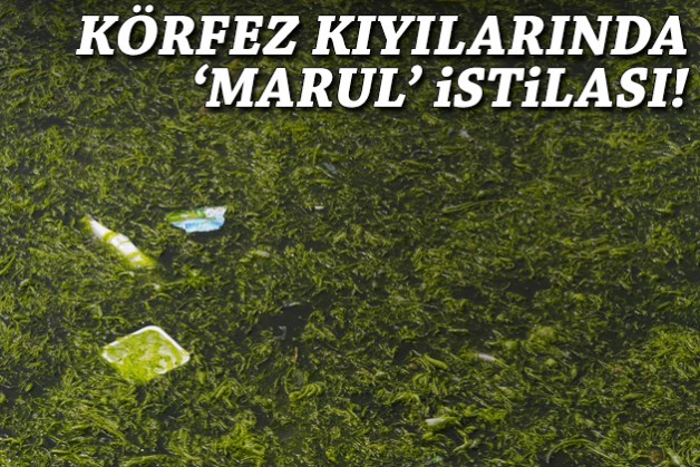 Körfez kıyılarında 'marul' istilası!