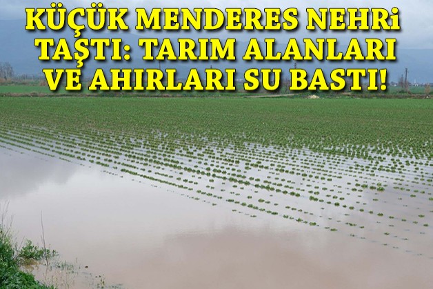 Küçük Menderes Nehri taştı: Tarım alanları ve ahırları su bastı