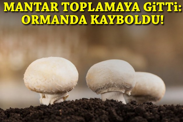 Mantar toplamaya gitti... Ormanda kayboldu!
