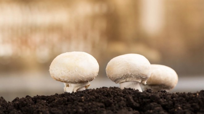 Mantar toplamaya gitti... Ormanda kayboldu!