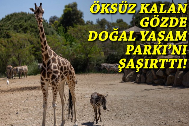 Öksüz kalan Gözde'nin yeni ailesi!