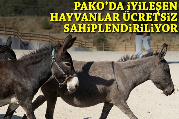 Pako'da iyileşen hayvanlar ücretsiz sahiplendiriliyor