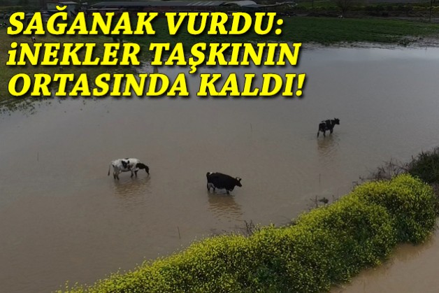 Sağanak sonrası tarım arazileri ve kara yolunu su bastı: İnekler taşkının ortasında kaldı!