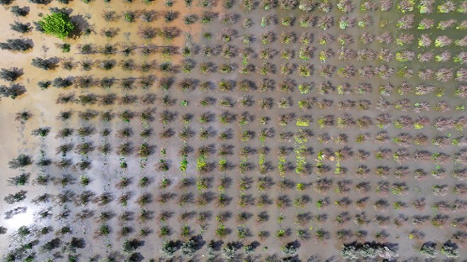 Sağanak tarım arazilerini vurdu: Tarlalar su altında!