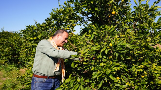 Seferihisar Mandalinası’nda hasat başladı