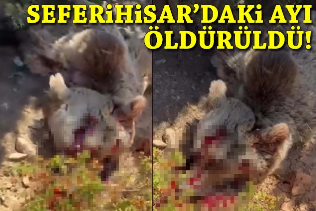 Seferihisar'daki ayı öldürüldü!