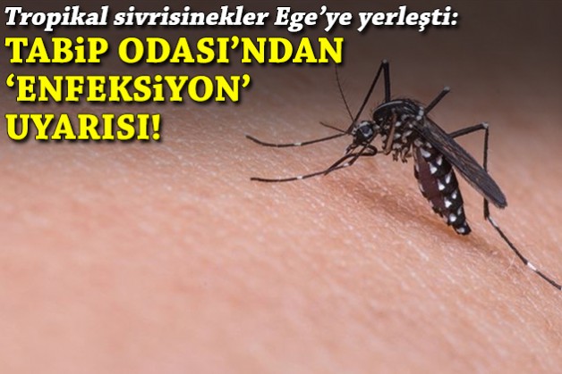 Tropikal sivrisinekler Ege’ye yerleşti: Enfeksiyon riski artıyor