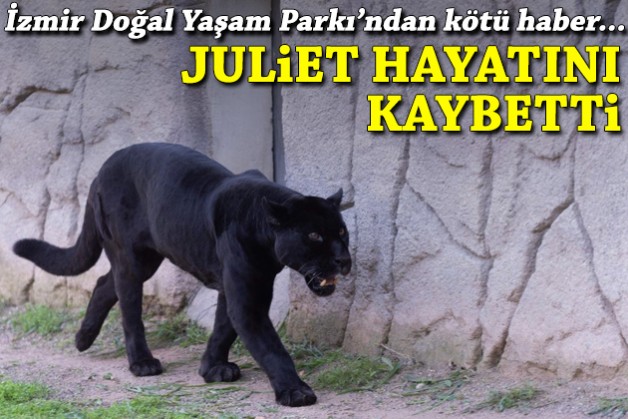 Türkiye'deki tek jaguardı... Juliet hayatını kaybetti!