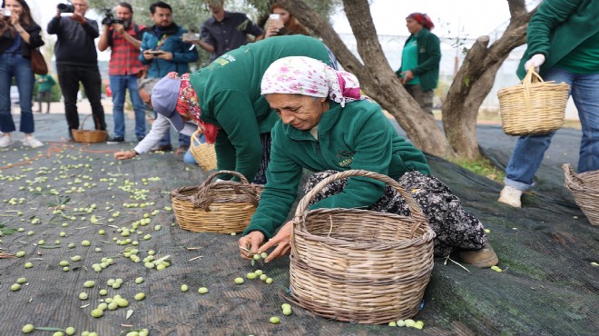 Urla’da zeytinin bereketi sanatla buluşuyor