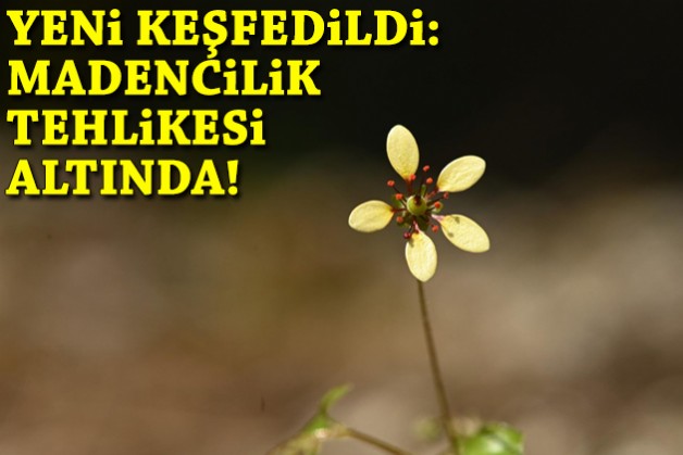 Yeni keşfedildi: Madencilik tehlikesi altında!