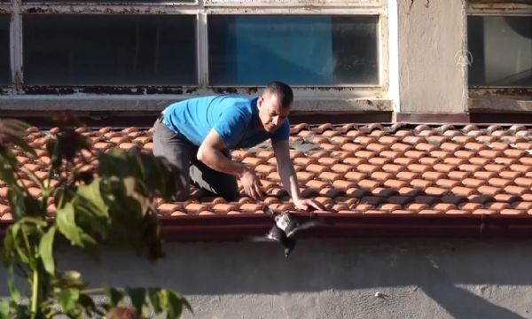 İzmir'de çatıya ayağı sıkışan güvercin için kurtarma operasyonu!